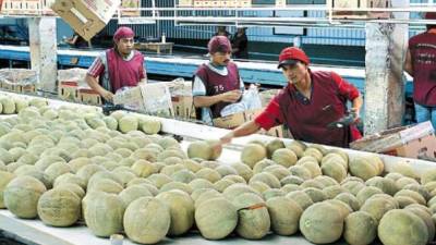 El contenedor de melones fue exportado a Taiwán luego de que Honduras aprobó todos los requisitos de exportación.