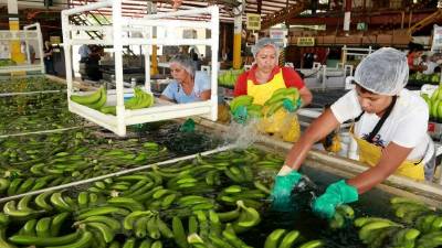 Mujeres trabajan en la selección de los racimos de bananos para exportación en una planta de San Manuel.