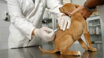 La rabia transmitida por perros representa cerca del 99% de los casos en seres humanos.