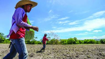Campesinos en Comayagua comienzan con la siembra de arroz. Foto: Yoseph Amaya
