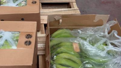 Bananas decomisadas por la Guardia Civil Española.