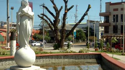 Algunos árboles han sufrido el descuido municipal, ahora sus troncos secos son usados para cultivar orquídeas.