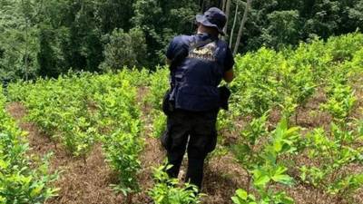 La plantación de 45 manzanas fue ubicada en la aldea Nueva Libertad, Patuca, Olancho.