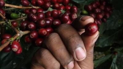 La caída en el precio del café ocurre en momentos en los que la producción hondureña alcanza niveles récord.