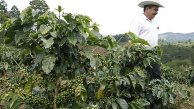 Productores supervisan finca de café en el occidente.