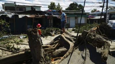 Afectados. Los árboles dañaron varias casas en la Villeda Morales y sus raíces arrancaron algunas aceras al caer sobre la 10 calle.