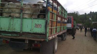 El ganado era transportado en tres camiones.