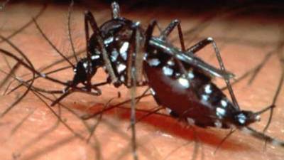 La epidemia de dengue se extiende por diversos países de la región Latinoamericana. Las autoridades advierten a la población para que adopte medidas preventivas.
