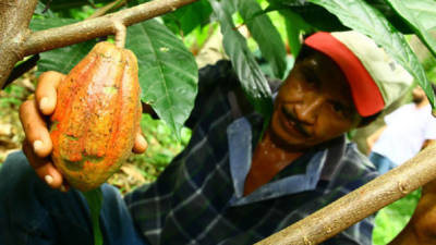 La gráfica muestra una de las frutas, de dos años de producción, que cosecha la finca de cacao de Ramón Rivera, en la zona de Ticamaya, al este de San Pedro Sula.