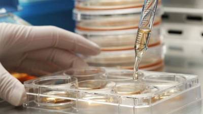 Realizan estudios para crear células hibridas.