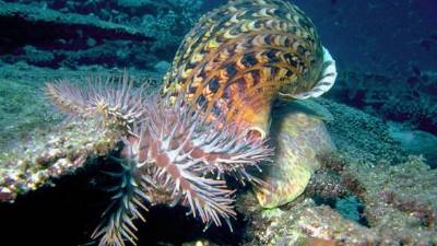 Los 'tritones gigantes' del AIMS han puesto varios huevos que han permitido en el último mes el nacimiento de más de 100 mil larvas.