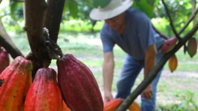Un agricultor revisa su plantación de cacao.