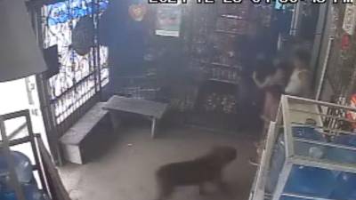 Momento en que el perro ataca ferozmente a los niños dentro de una pulpería en Tela.