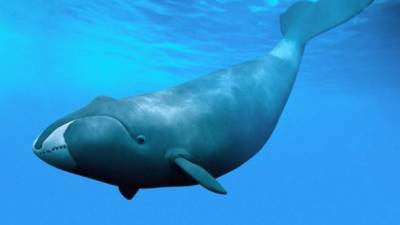Las ballenas boreales son “músicos de jazz” del océano.