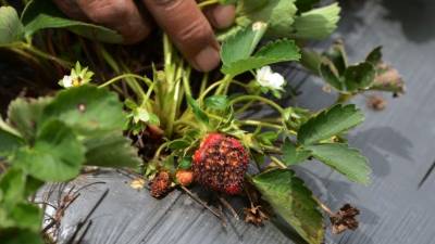 La Tigra se convirtió en el principal abastecedor de fresas de Tegucigalpa.
