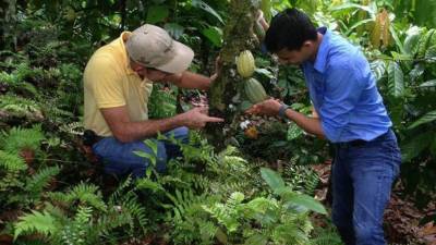 Técnicos trabajan en una finca cacaotera.