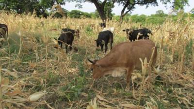El sector ganadero está padeciendo la sequía que atraviesa el país.