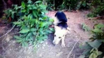 El perro estaba sujetado con un lazo y recibió un tiro en el ojo que le provocó la muerte.