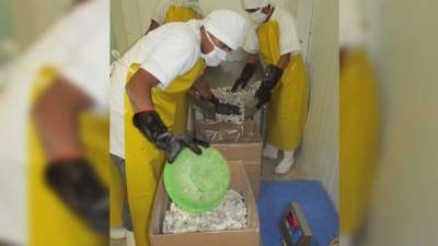 Un operario de una empacadora al sur de Honduras pesa los contenedores de camarón para exportación.