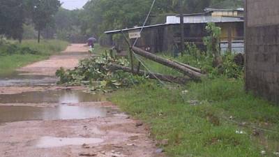 El paso de Hanna ha dejado árboles caídos en La Mosquitia hondureña.