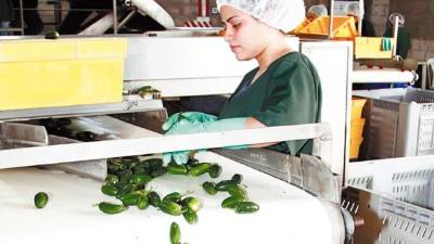 Planta procesadora de chile jalapeño en Comayagua.