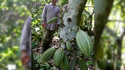 Un productor de cacao en Choloma. Foto: Amílcar Izaguirre