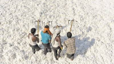 Los precios del algodón han alcanzado mínimos de cinco años lo que ha llevado a los agricultores a sembrar menos.