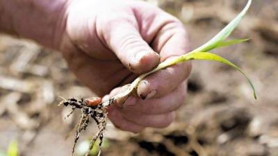 Un agricultor inspecciona una semilla híbrida de Syngenta en la localidad de Princeton, Illinois. La empresa rechazó una oferta de US$45.000 millones de Monsanto.