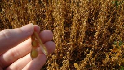 Los productos agrícolas representan más de un cuarto de la exportación.