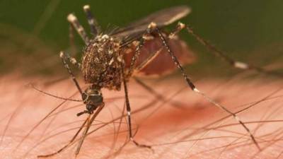 Además de fiebre y fuertes dolores articulares, la enfermedad produce dolores de cabeza.