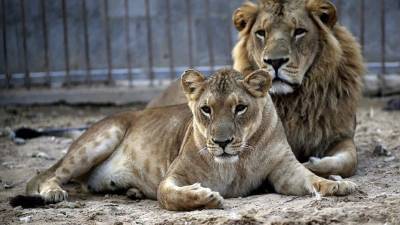 Los responsables del establecimiento alegaron que se trata de 'animales domesticados' y 'no hay riesgo' para quien decide acercarse a ellos. Fotografía de archivo.