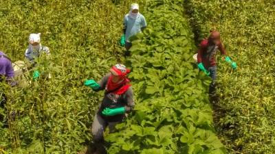 En Choluteca está la mayoría de los cultivos de este vegetal oriental. Foto: Yoseph Amaya