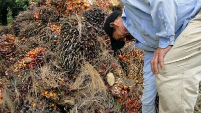 La falta de conocimientos técnicos y plantas de calidad provoca que la producción de aceite de palma por hectárea sea baja y se deje de percibir una mayor ganancia.