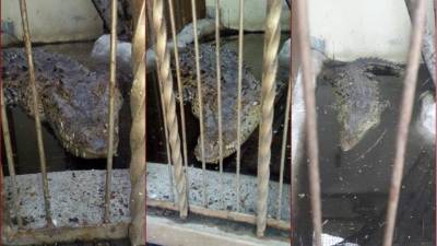 Cocodrilo incautado en una lujosa vivienda en la 21 avenida y 14 calle de la colonia Las Mesetas de San Pedro Sula, en el marco de la 'Operación Trueno'.
