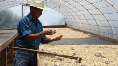 Un caficultor supervisa el secado de granos de café.