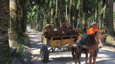 En la división de San Alejo de Grupo Jaremar utilizan mulas para transportar la fruta recién cortada. Fotos: Cristina Santos.