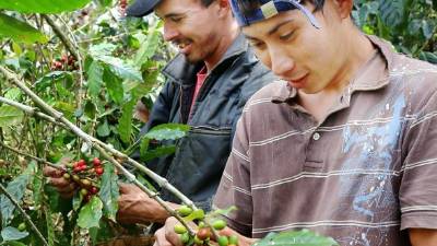 Los cafetaleros temen que el contrabando del aromático aumente en la cosecha 2015-2016. Foto: Franklin Muñoz.
