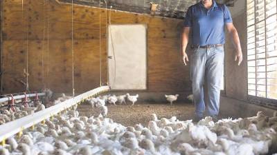 El agricultor Brandon Glenn pasea entre los pollos que cría sin el uso de antibióticos.