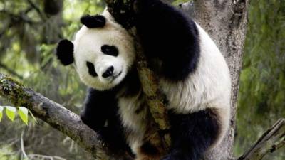 Un panda gigante su un albero. Wolong Panda Reserve, Sichuan, Cina.