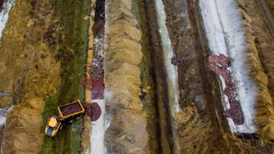 Los restos de los visones salieron a la superficie tras ser enterrados en Dinamarca./AFP.