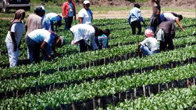 El sector de la palma africana es de los que más fondos ha recibido del fideicomiso.