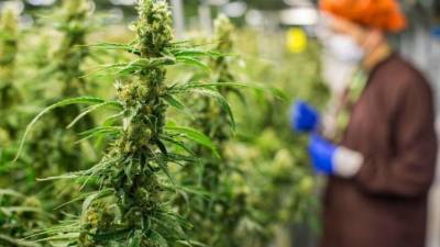 La futura titular de la Secretaría de Gobernación señaló que el consumo de drogas en este país se ha vuelto un problema de salud pública “que hay que atender”. EFE