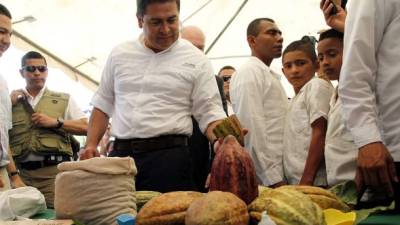El presidente Hernández observa el cacao que servirá para producir el chocolate. Foto: Esaú Ocampo