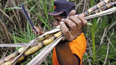 Un empleado recolecta caña de azúcar en el estado de Goiás, en Brasil.