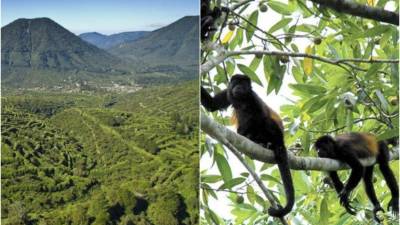 El 'declive' de la biodiversidad está 'reduciendo significativamente la capacidad de la naturaleza para contribuir al bienestar de las personas'. Foto: referencial