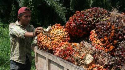Productor verifica frutas en una zona del norte.