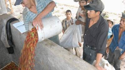 Productores no quieren depender solo del aromático.