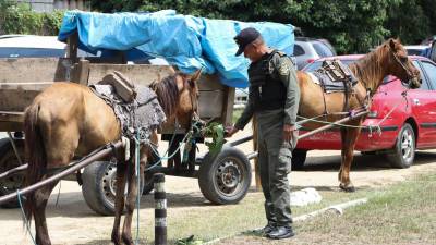 Un policía municipal da de comer a un caballo.