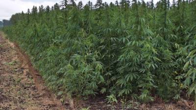 Una plantación de marihuana. Foto cortesía.