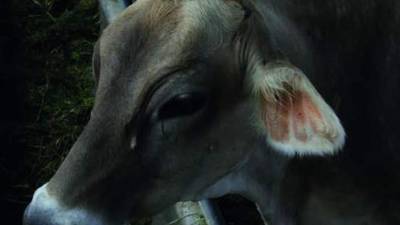 La producción de leche y carne resulta insuficiente en el país, por lo que se debe importar producto.